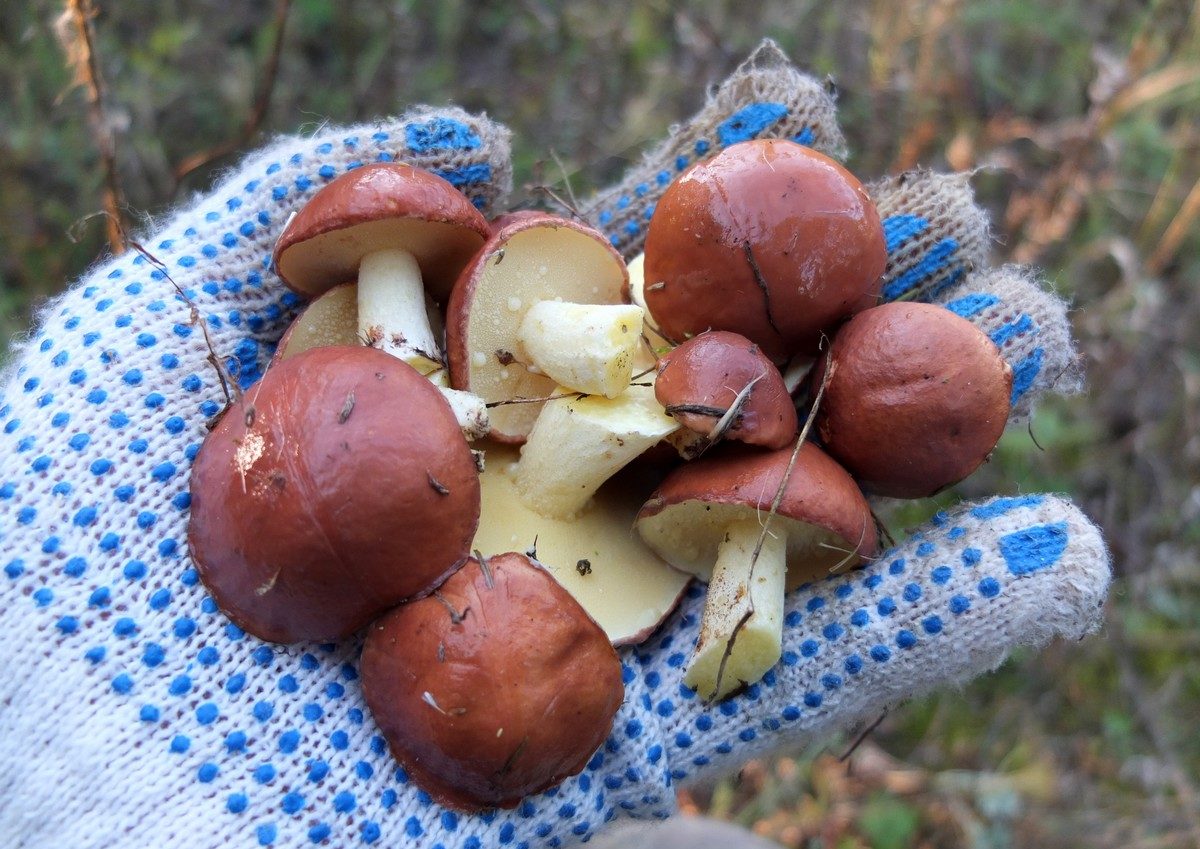 Paddestoelen plukken