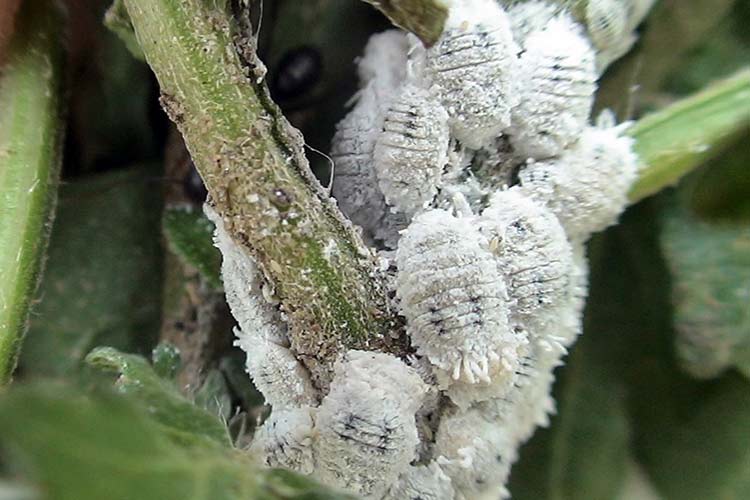 mealybug