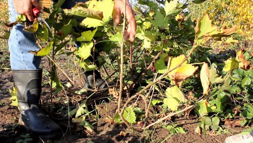 coprire l'uva per l'inverno