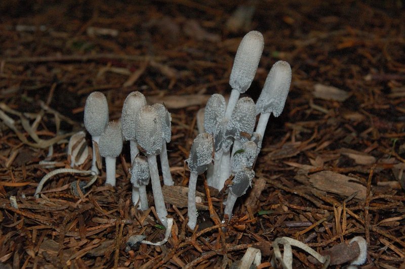 Gemeenschappelijke Coprinus