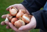 opslag van tulpenbollen