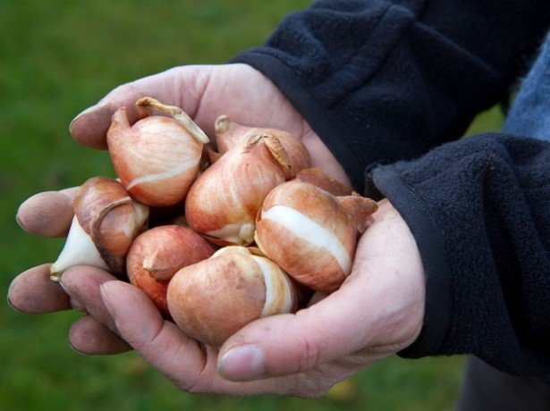 lagring av tulipanpærer