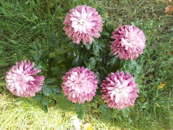 kung paano mag-imbak ng mga chrysanthemum sa taglamig