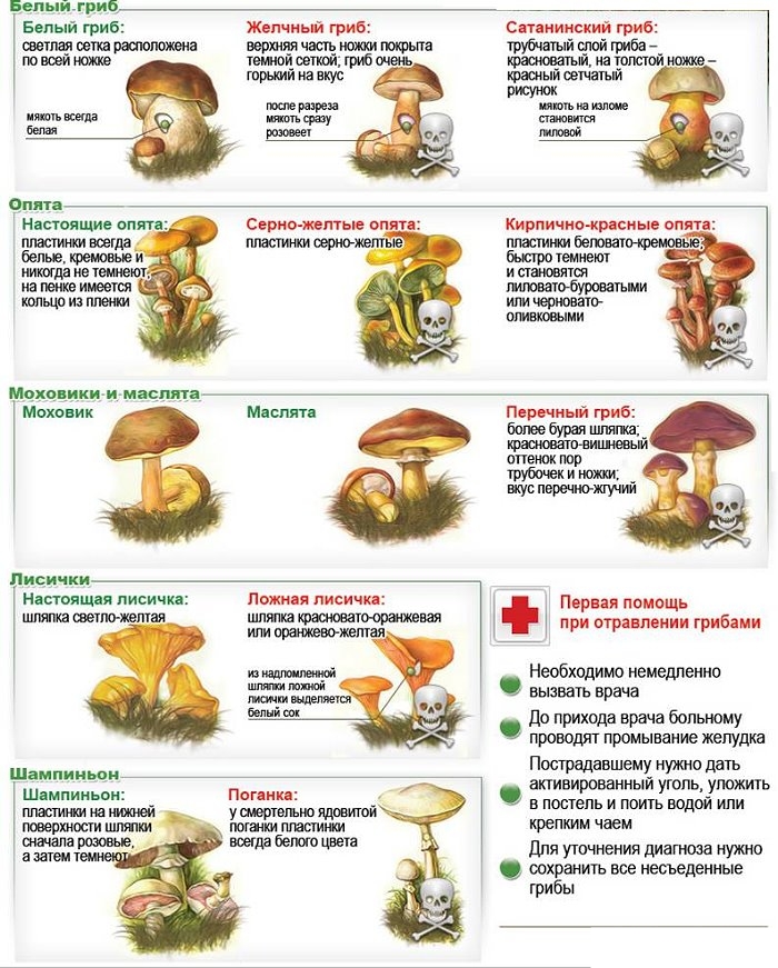 Eetbare en giftige paddestoelen