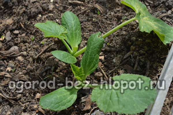 jonge struiken van courgette