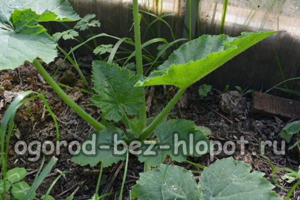 zucchini bush