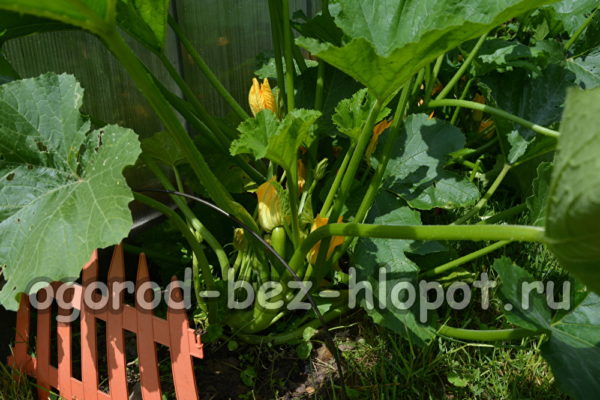 zucchini bush