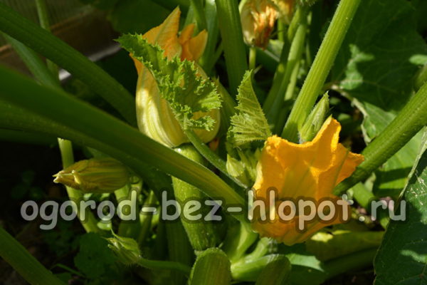 zucchini blomster