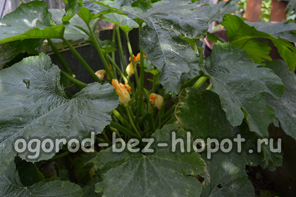 wat zijn de courgettes gegroeid op een warm bed