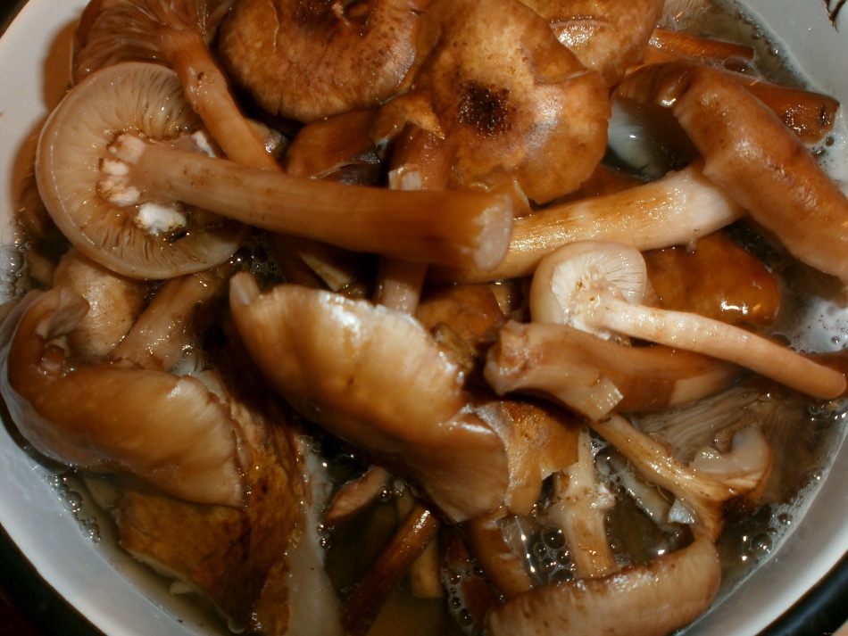 Koken Honing Champignons