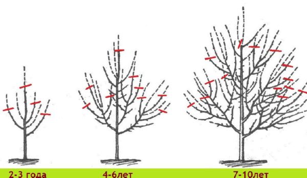 hoe bomen te snoeien