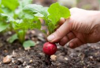 Radish sa greenhouse sa taglamig