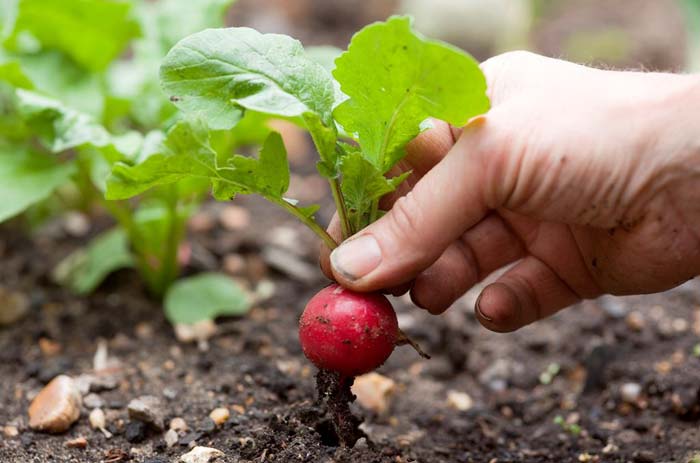 Radish sa greenhouse sa taglamig