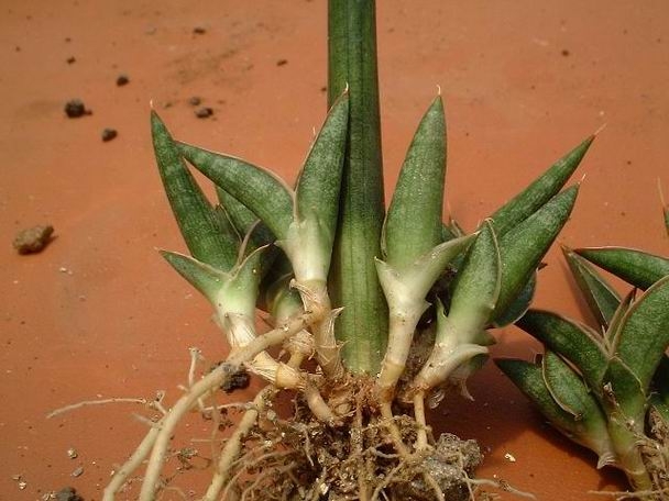 Reproductie van Sansevieria door wortelverdeling