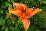 Daylily sa taglagas