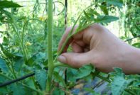 pluk bladeren van tomaten