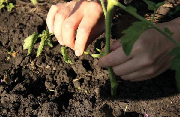 pluk bladeren van tomaten