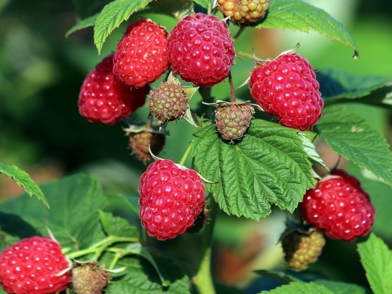 remontante frambozen planten