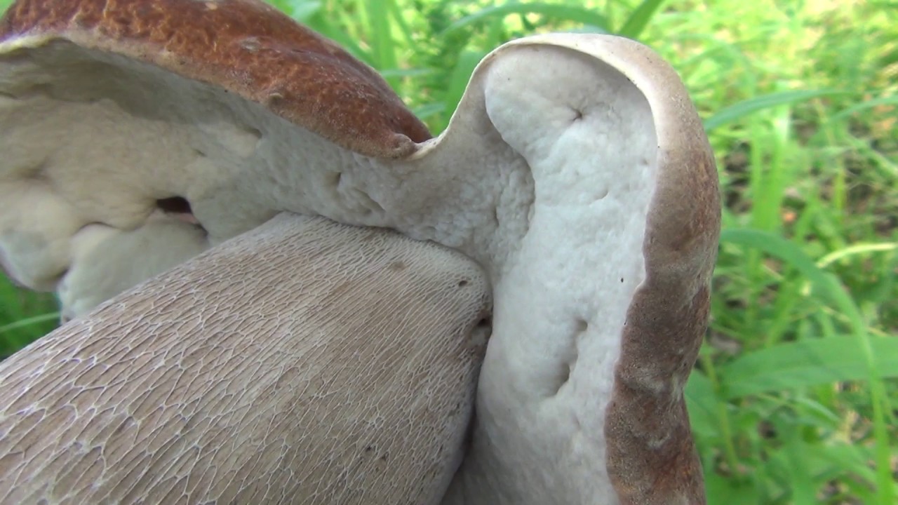 White Mushroom Hat