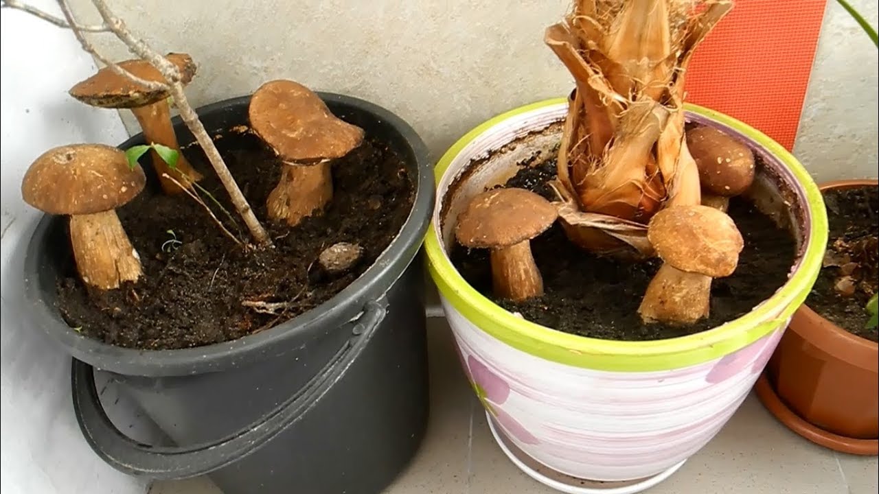 Paddestoelen kweken in een appartement