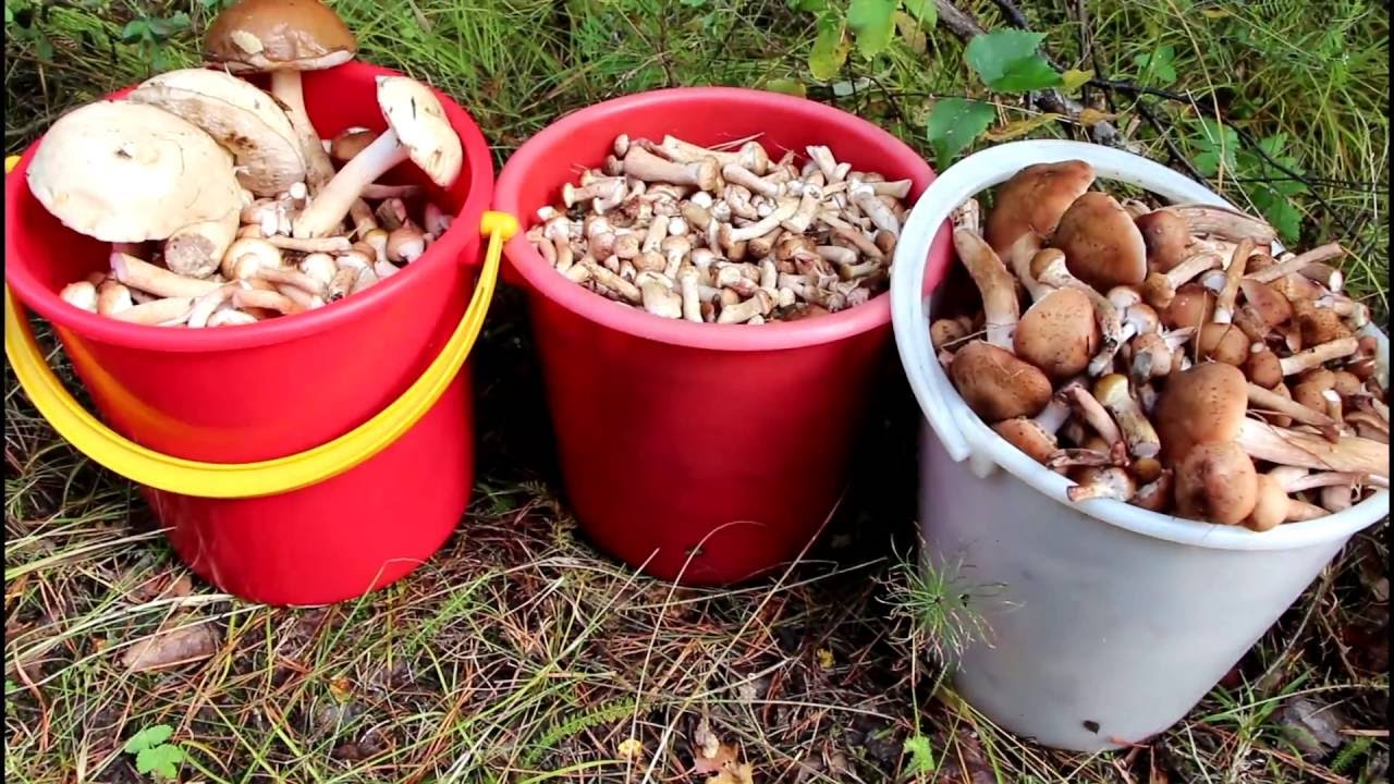 Paddenstoelen plukken