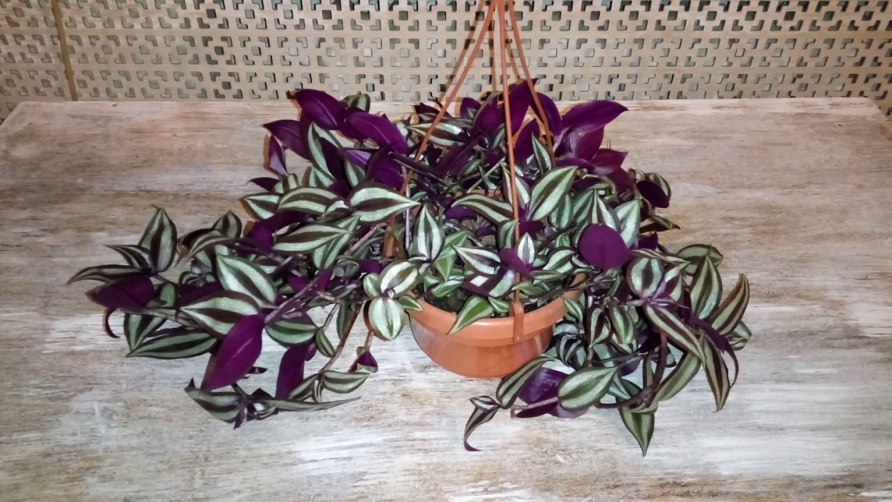 tradescantia