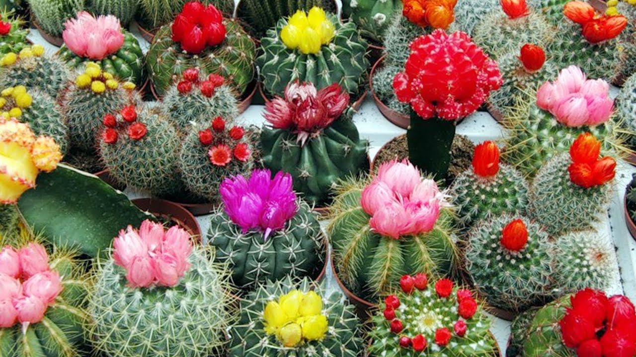 Cacti