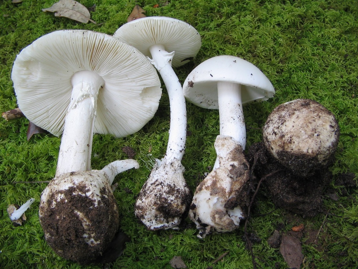 Amanita lente