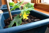 mga pipino sa taglamig sa windowsill