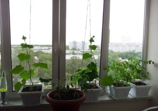 mga pipino sa taglamig sa windowsill