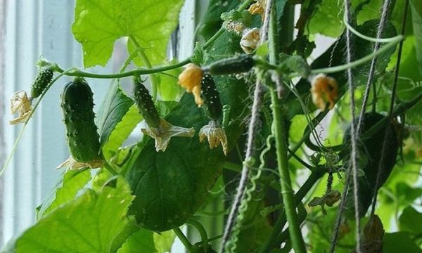 mga pipino sa taglamig sa windowsill