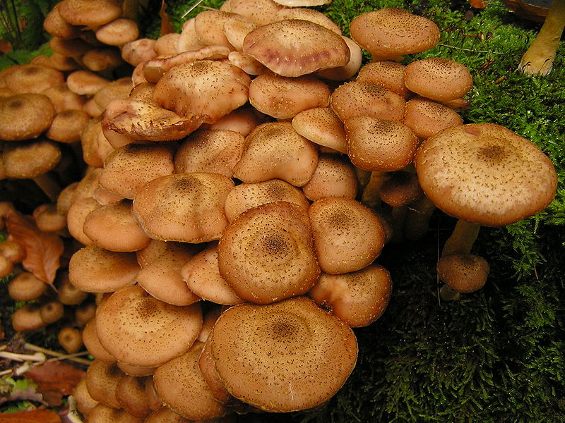 Eetbare paddestoelen