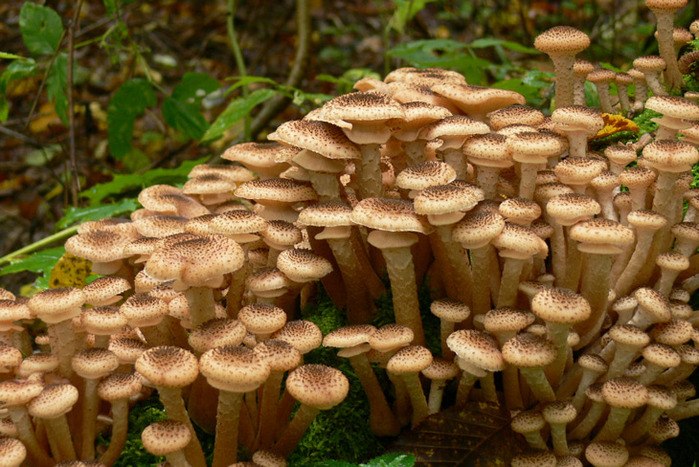 Autumn honey agaric