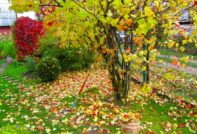 tuinwerk in de herfst