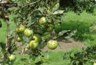 korst op de appelboom