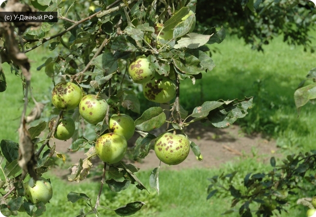 korst op de appelboom