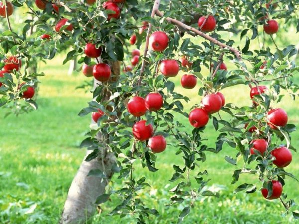 fruitbomen voorbereiden op de winter