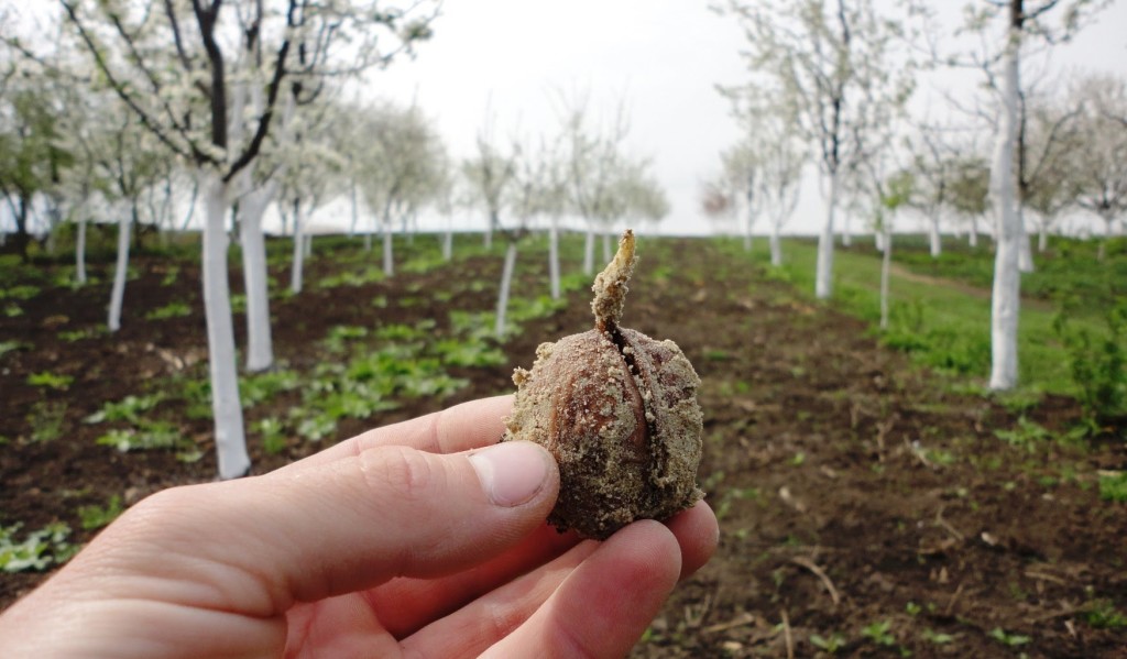 Walnoot planten