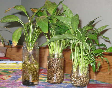 Stekken van spathiphyllum