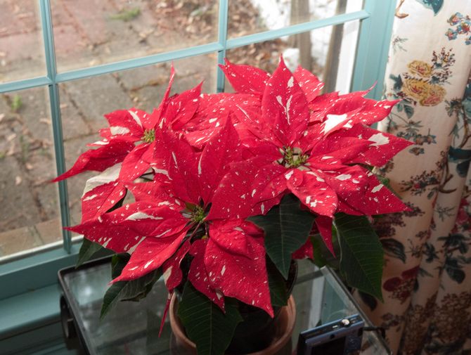 Poinsettia