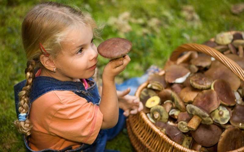 Kenmerken van het gebruik van champignons