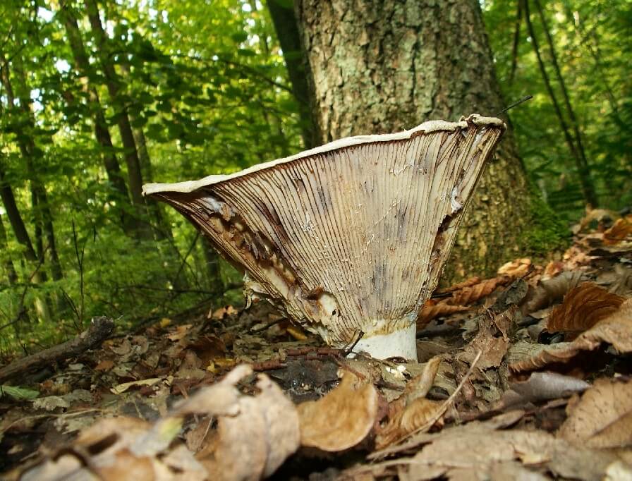 Mga Lugar ng Paglago ng Mushroom