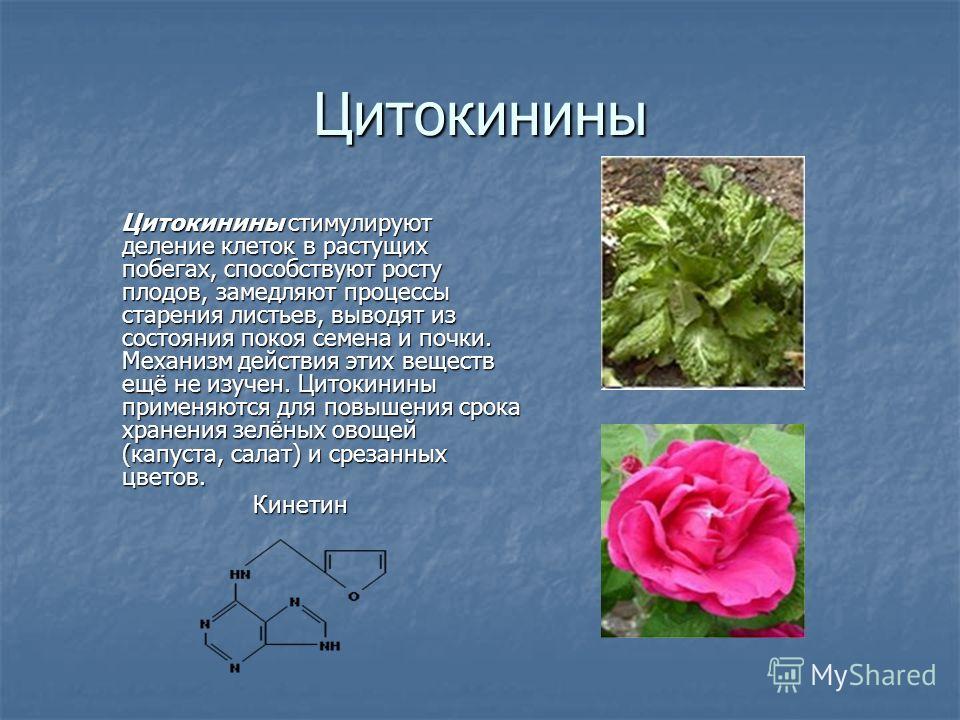 De werking van cytokinines