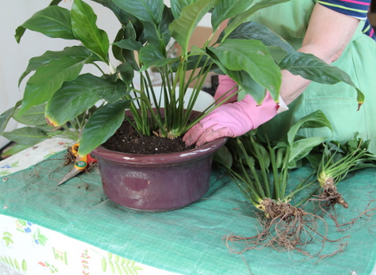 Spathiphyllum-transplantatie