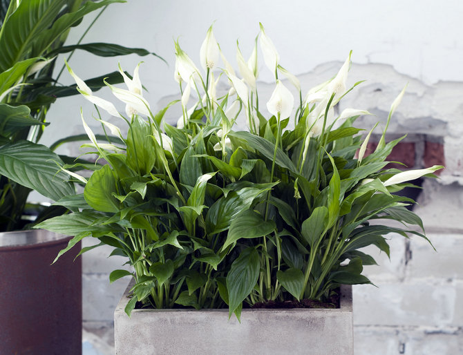 Spathiphyllum