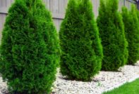 thuja omsorg