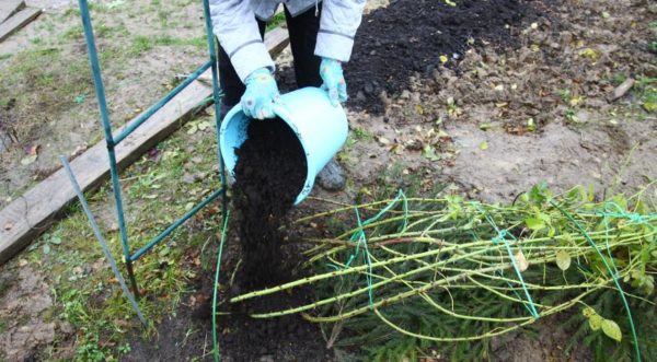 onderdak rozen voor de winter