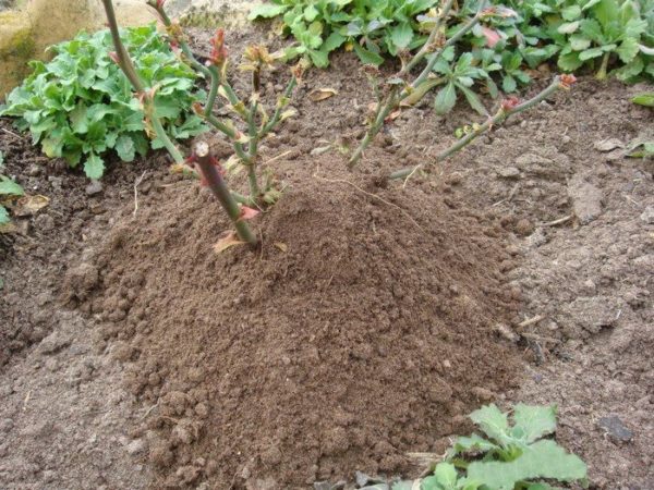 onderdak rozen voor de winter