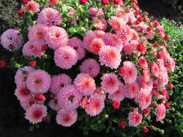 chrysanthemums