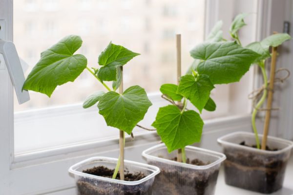 mga pipino sa taglamig sa windowsill